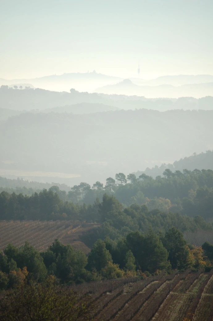 Morning mist across the valleys of the Penedès