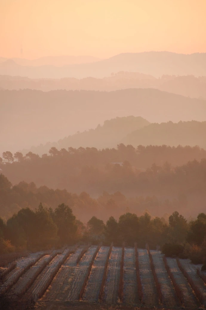 Early morning mist across the valleys of the Penedès